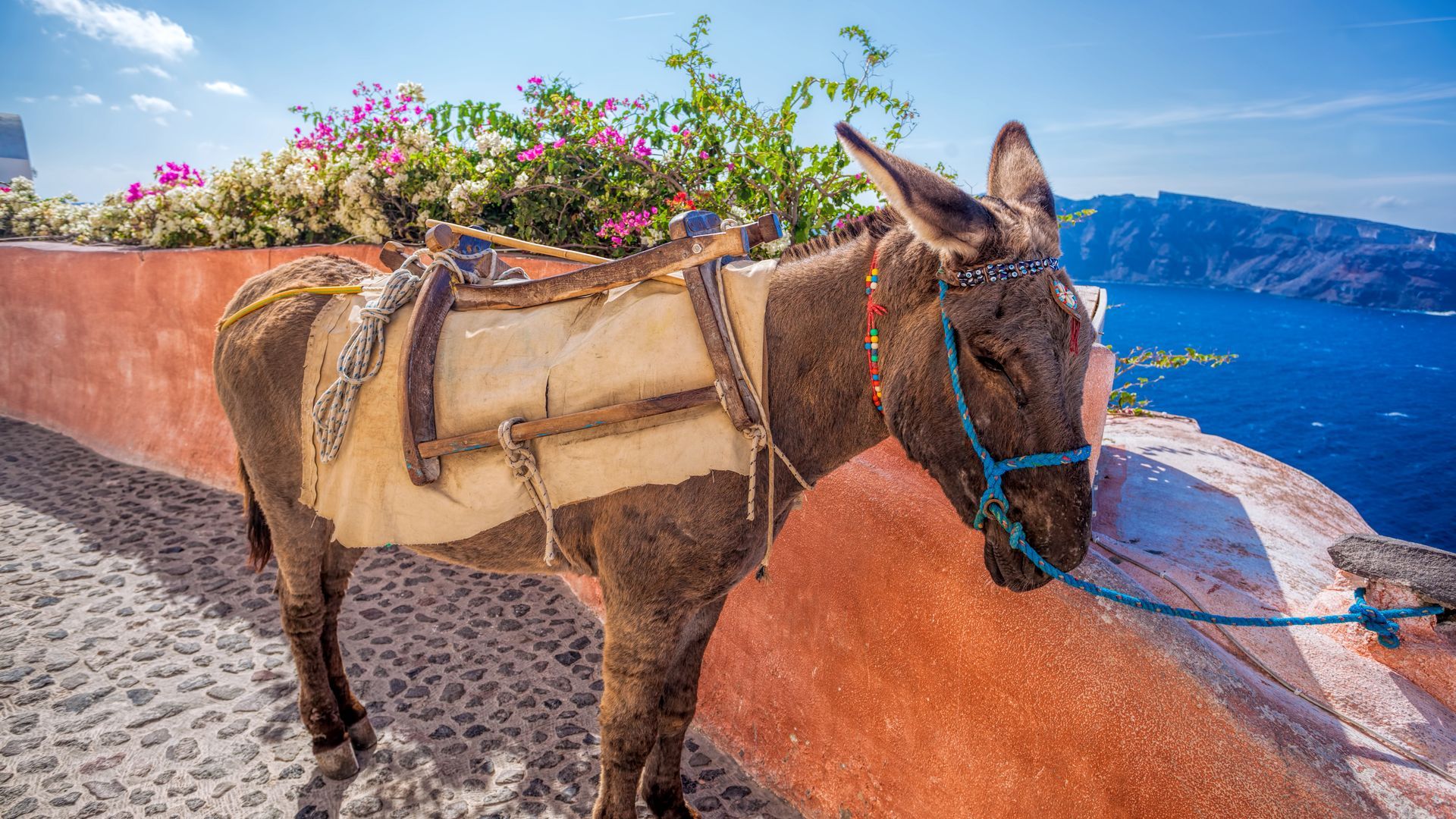 donkey-2